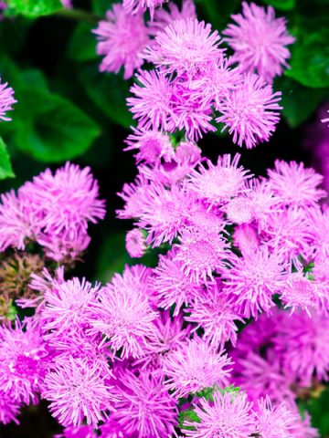 how to grow ageratum