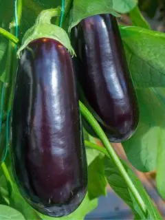 growing eggplant