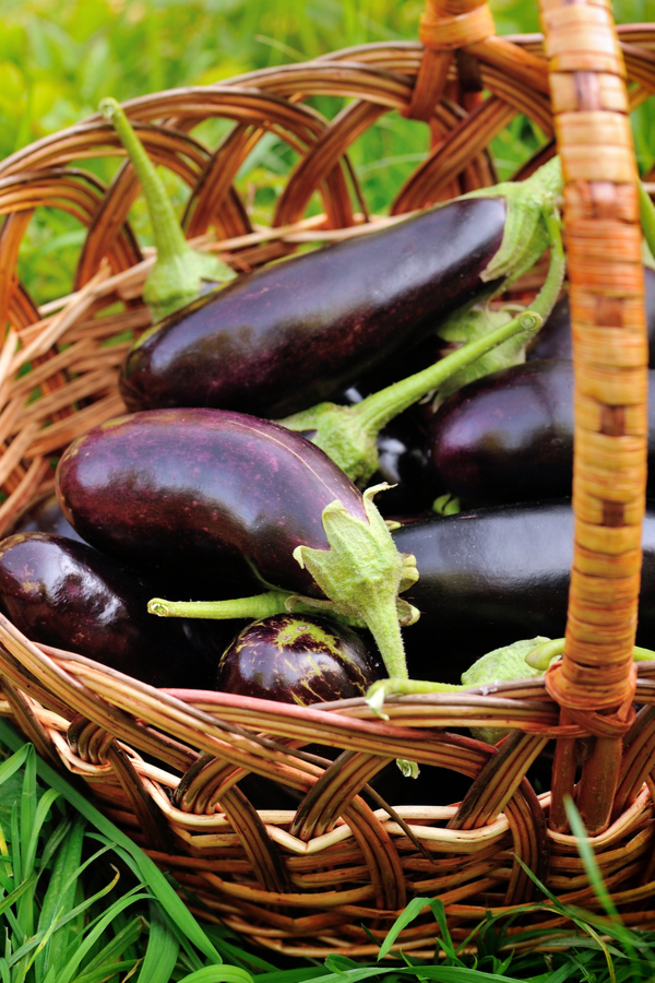 harvesting eggplant