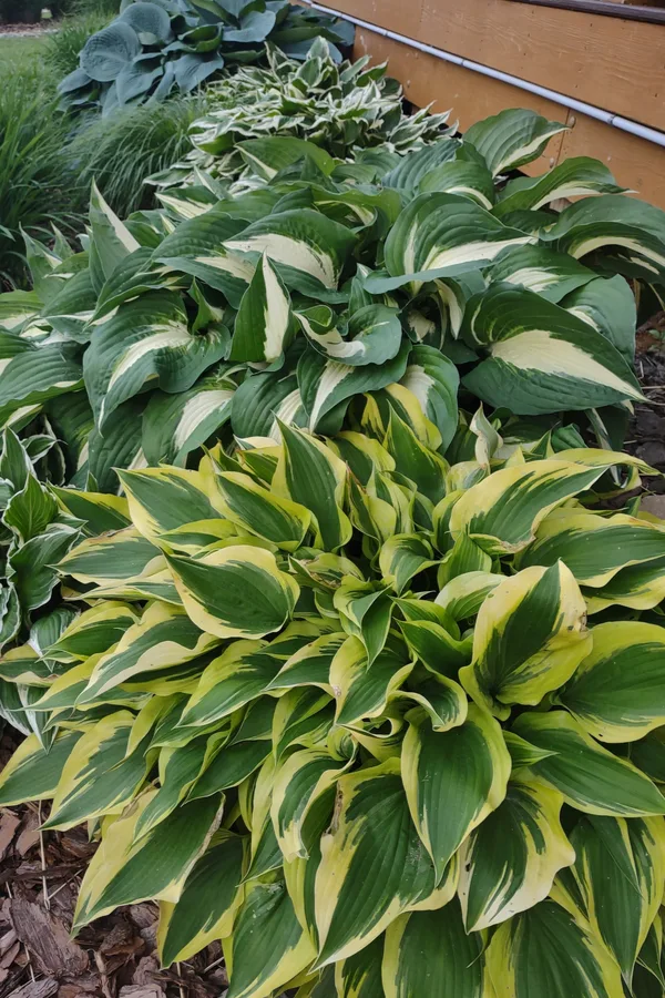 keep hostas healthy - fertilizing