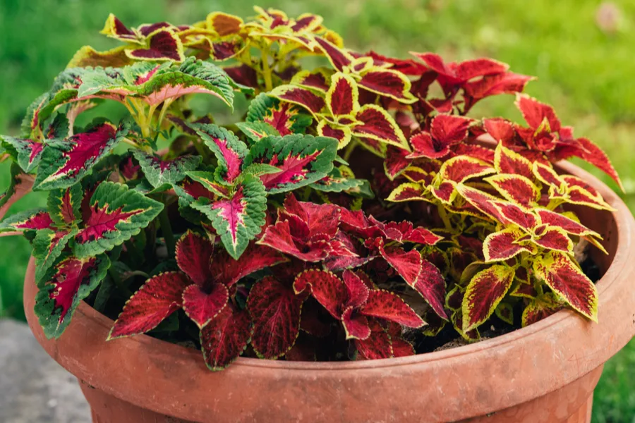 growing coleus