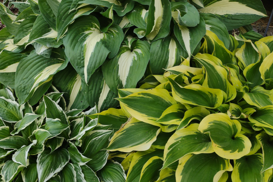 How To Keep Hostas Healthy All Summer Long - Even After They Bloom!