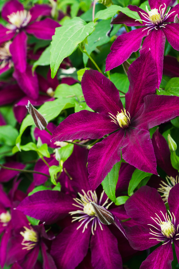 niobe clematis