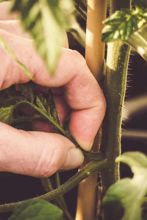 pruning suckers from plants