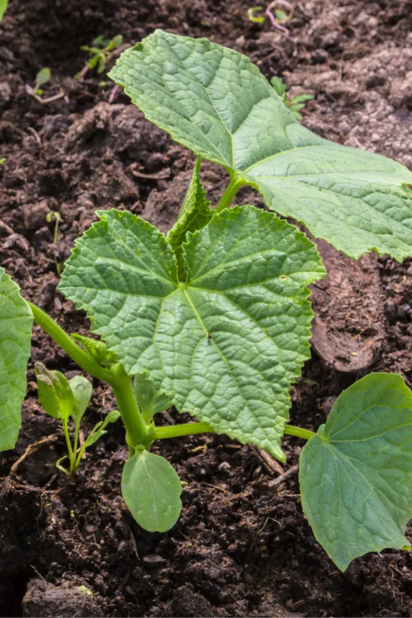 planting cucumbers