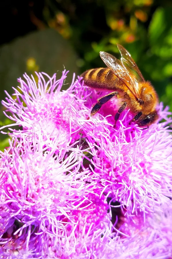 ageraetum - pollinator plant