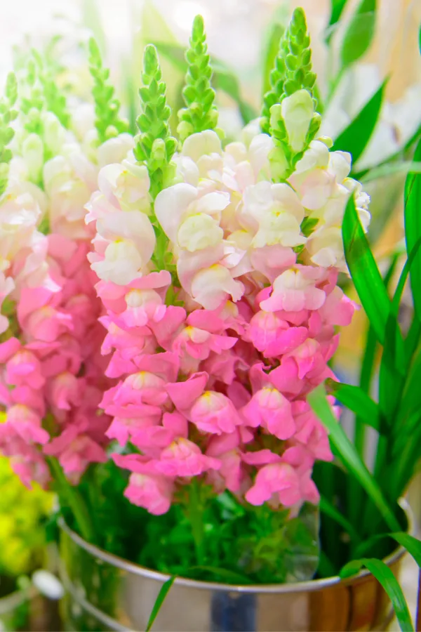 keep snapdragons blooming