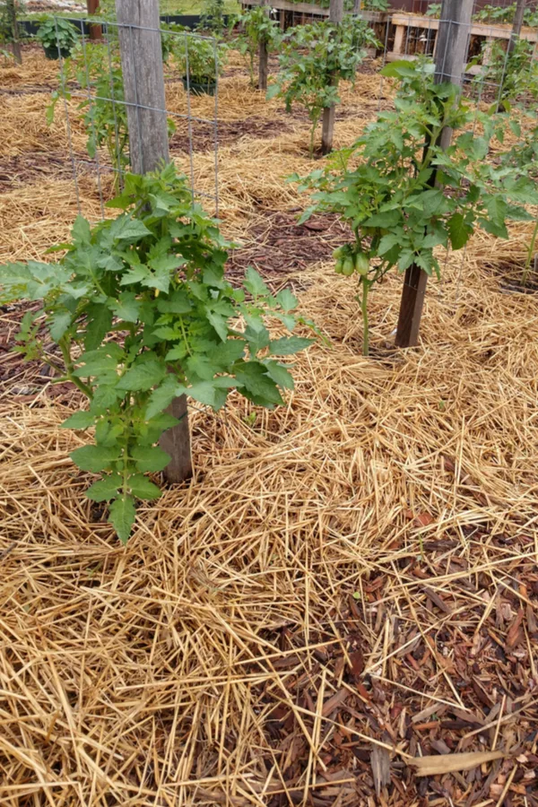 pruning up tomatoes