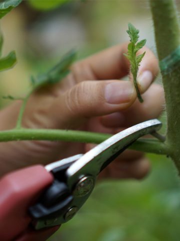 how to prune tomato plants