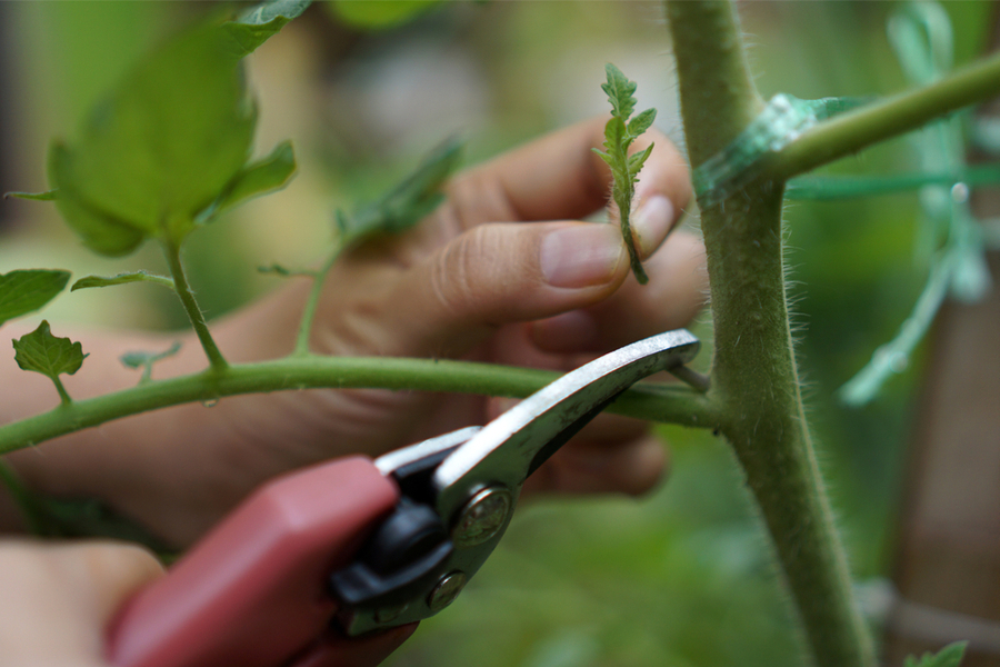 When, Why How To Prune Tomato Plants