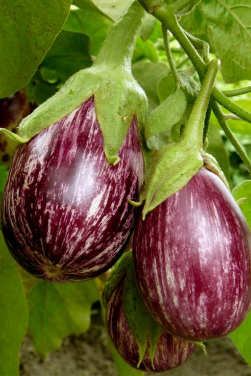 The Secret To Growing Eggplant How To Plant Grow Harvest Eggplant   Striped Eggplant 512x768 