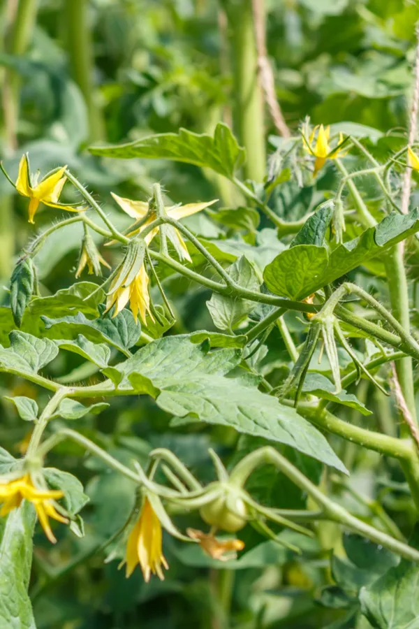 tomato plant flower