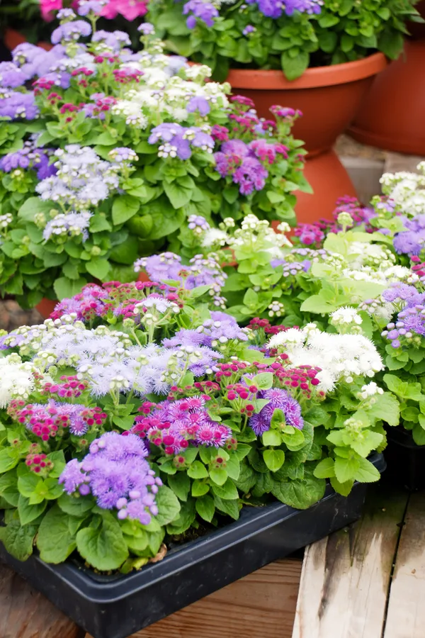 how to grow ageratum