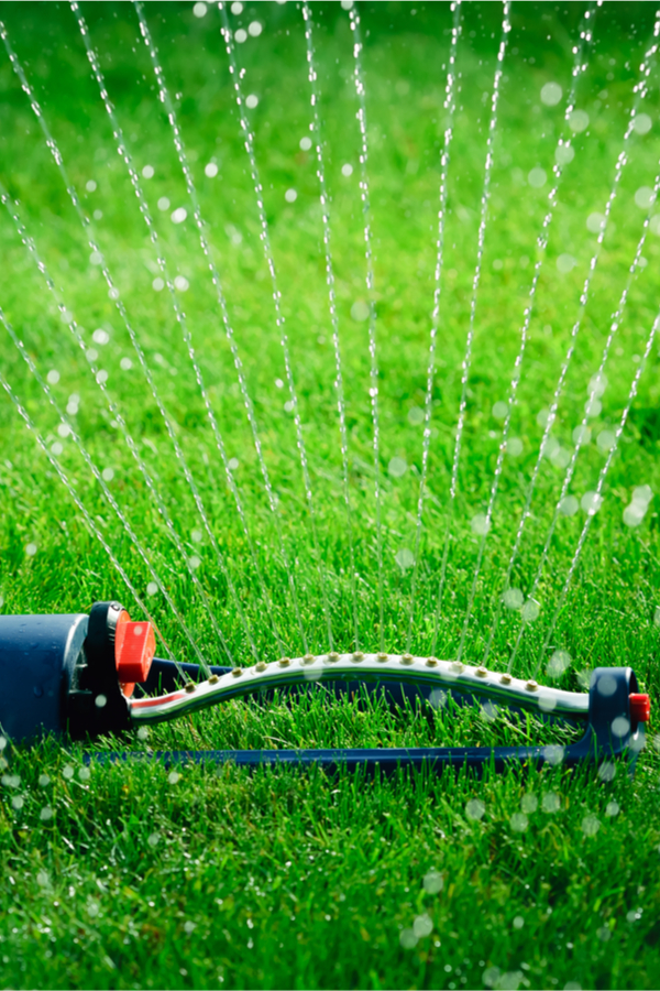 watering a lawn