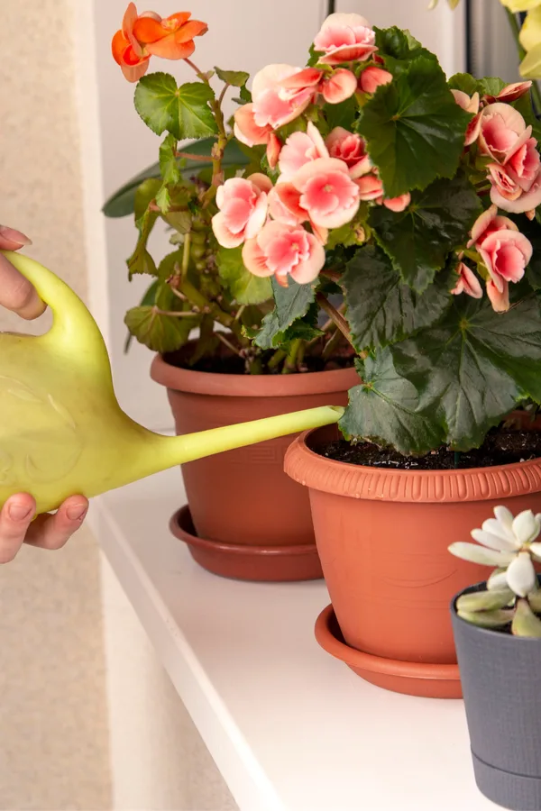 watering begonias