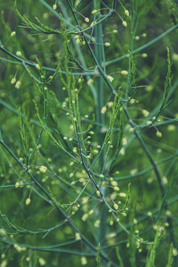 aspragus plants in the summer