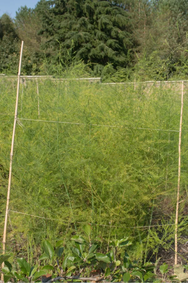 supporting asparagus plants