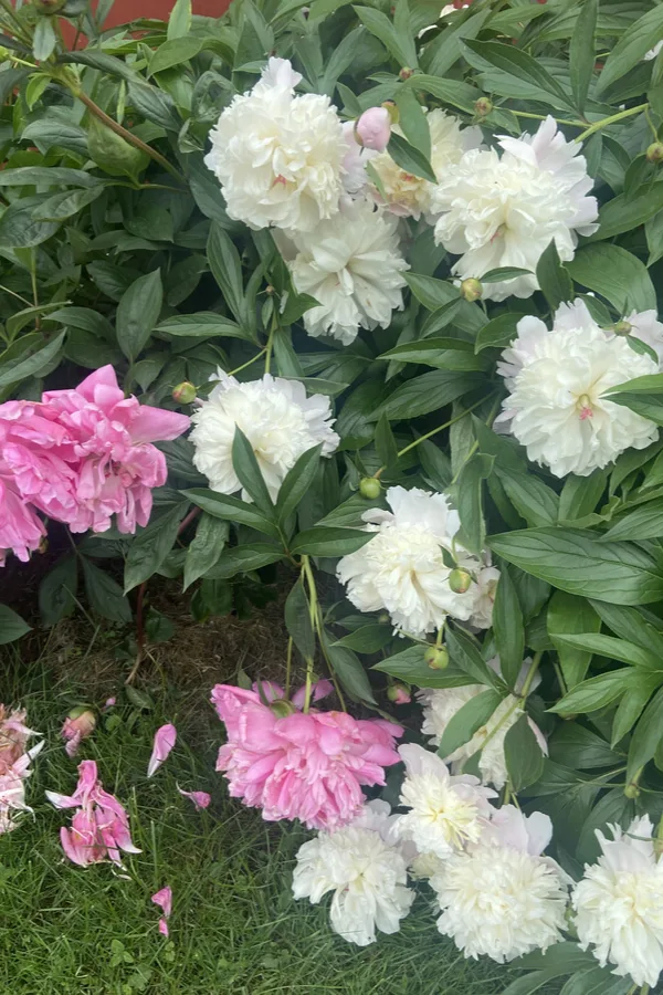 peonies after they bloom