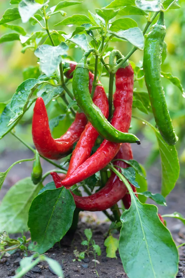 What Makes Peppers Spicy and What to Consume to Reduce the Heat