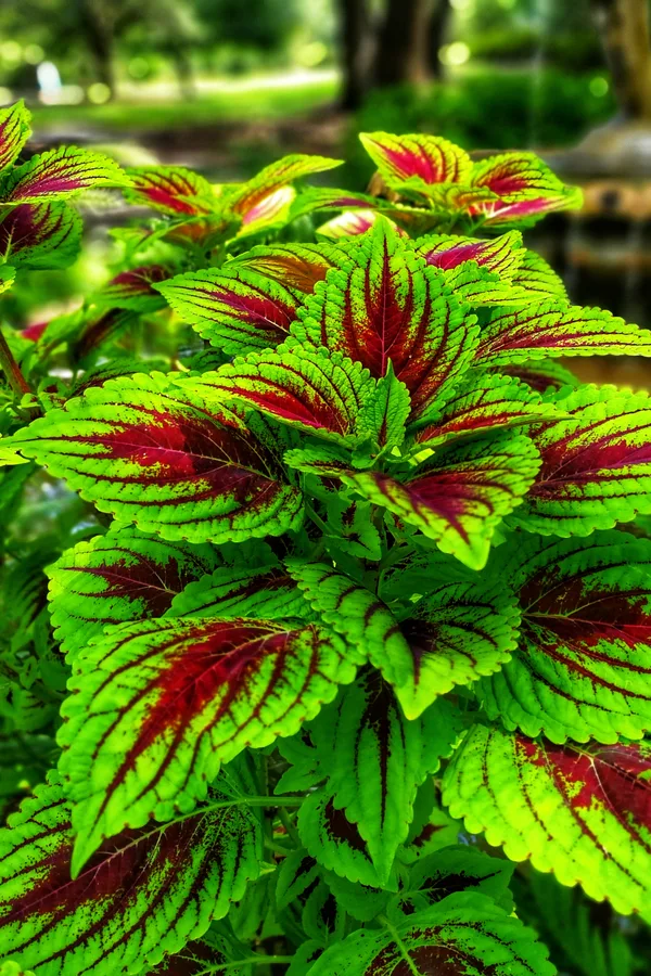 Growing Coleus - How To Grow Coleus For Stunning Color Everywhere!