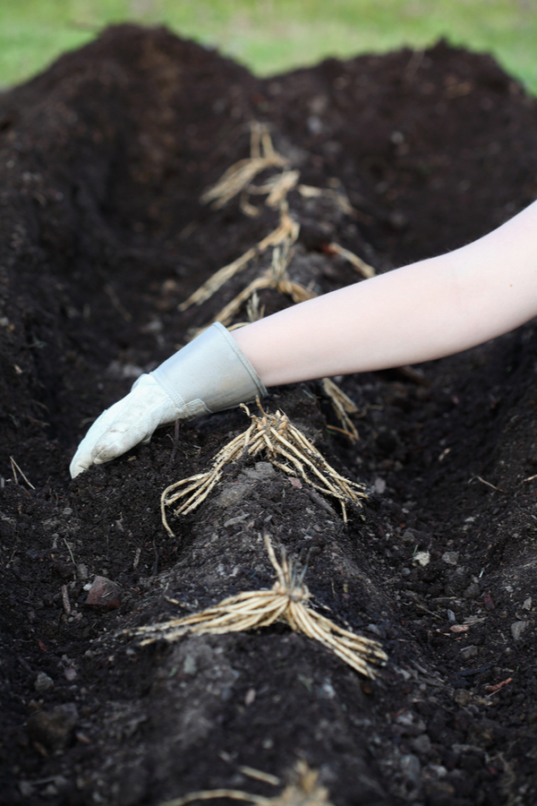 top dressing of compost