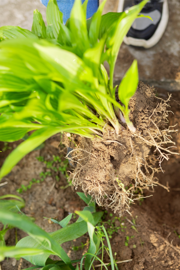 dividing perennials