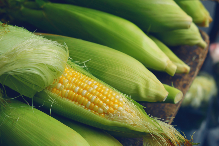 how to fertilize sweet corn