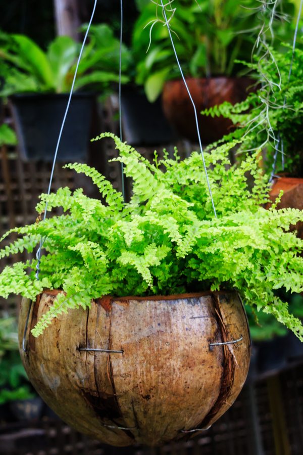 hanging ferns