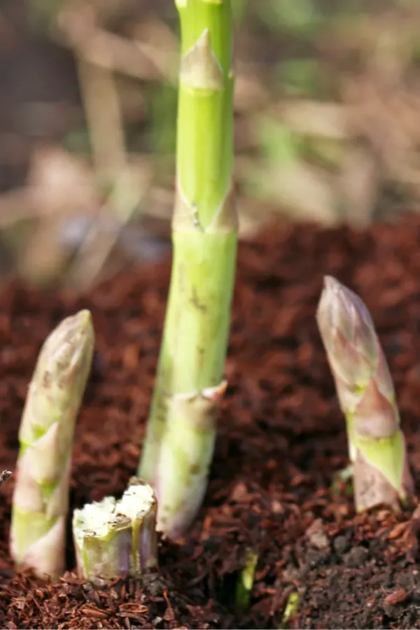 harvesting asparagus plants