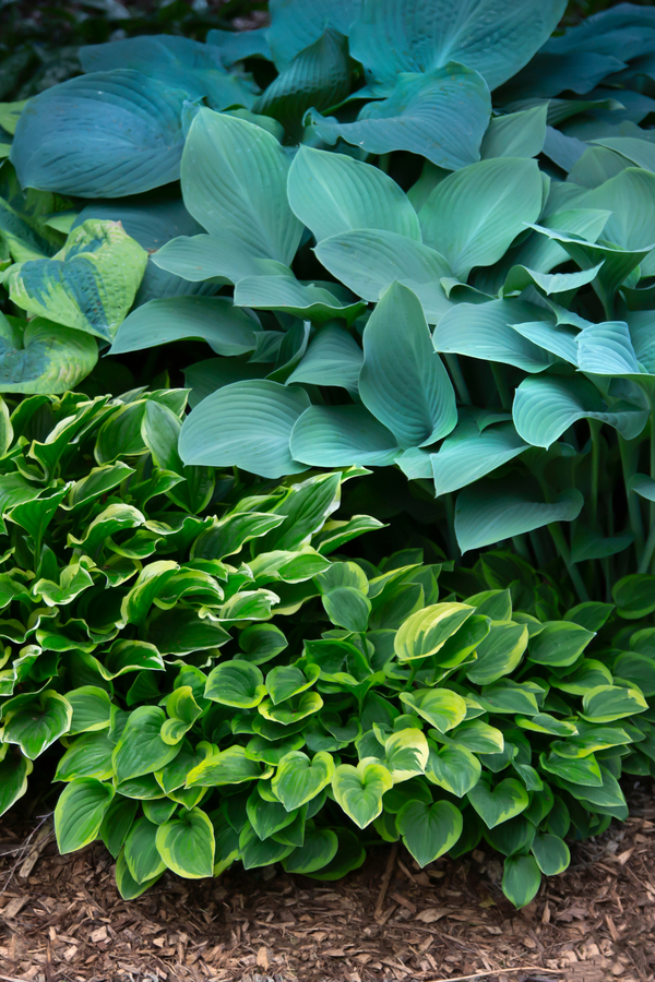 using hostas to create hanging baskets