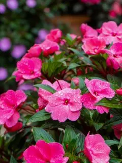 how to keep impatiens blooming