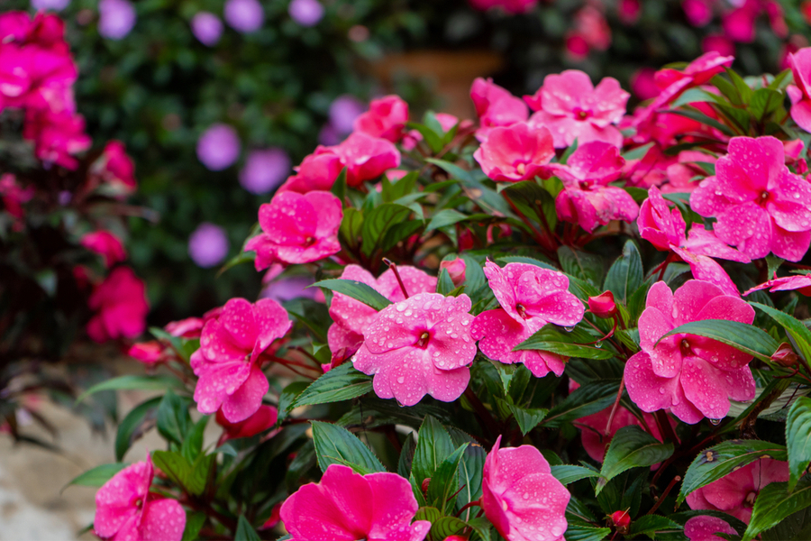 how to keep impatiens blooming