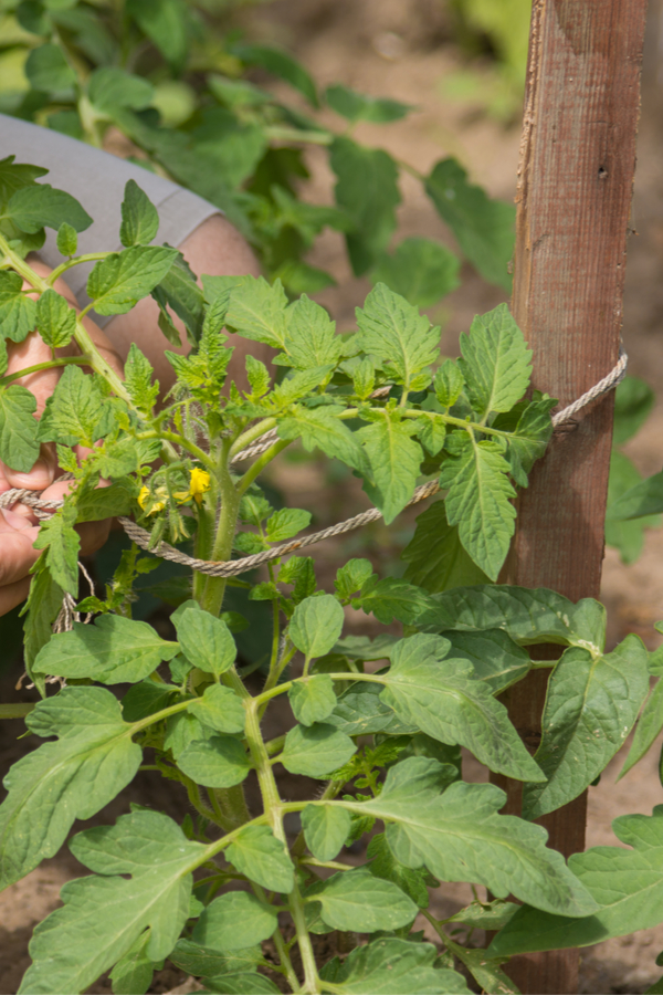 how to tie up your tomato plants