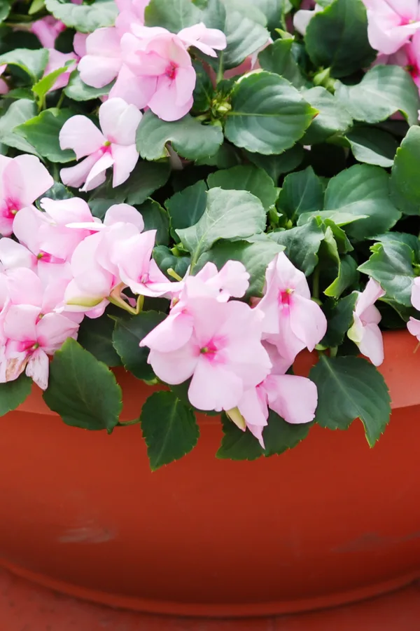 keep impatiens blooming