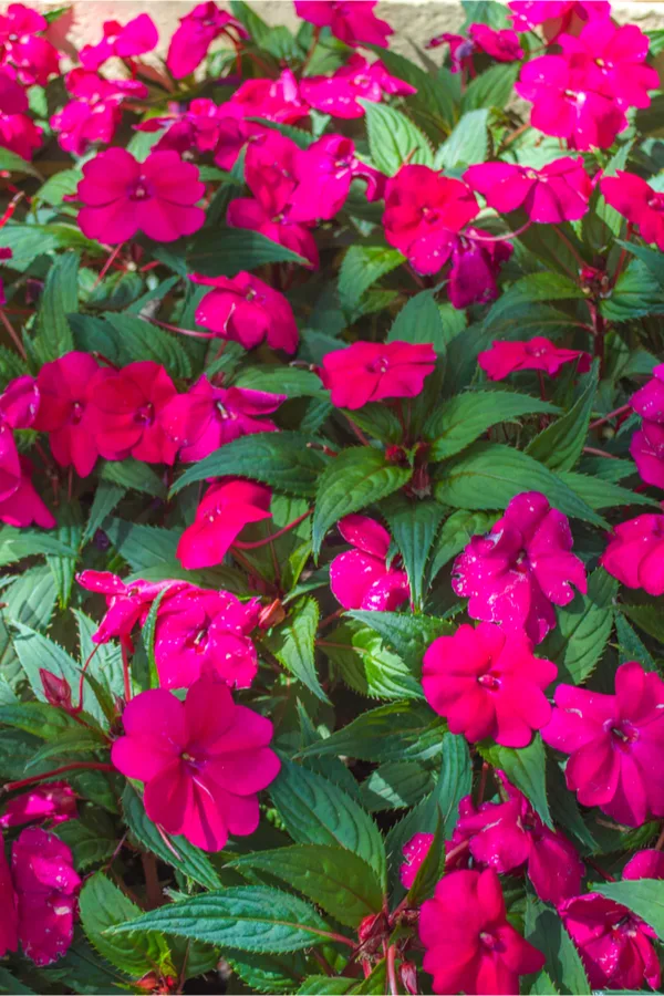 shade loving impatiens