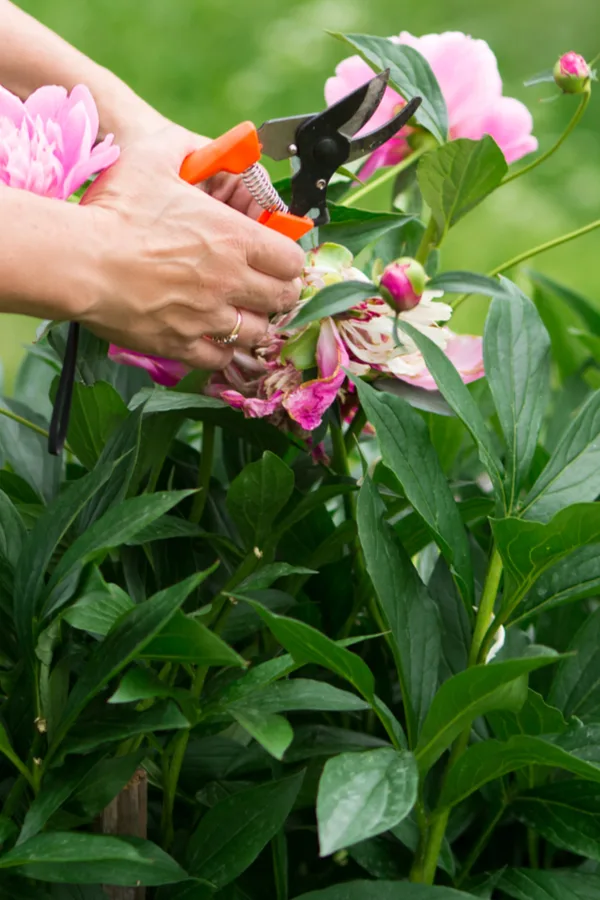 peonies after they bloom - cutting back