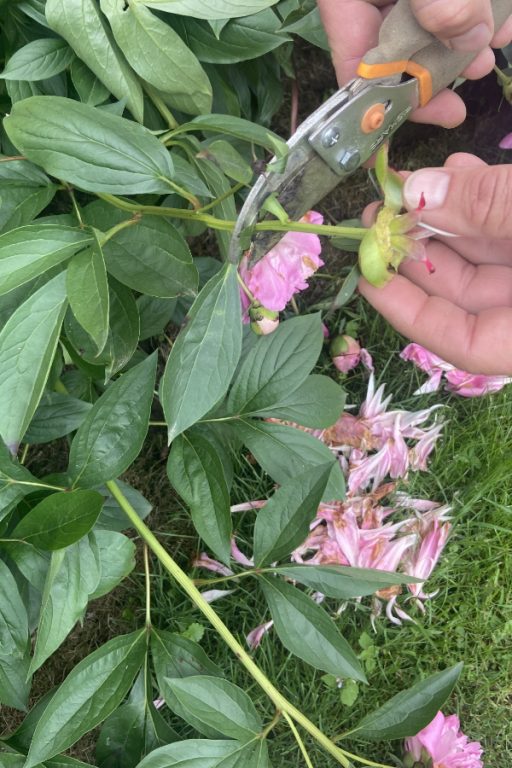 What To Do With Your Peony Bushes After They Bloom Peony Care 101!