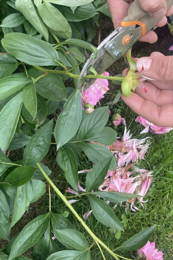 deadheading perennials