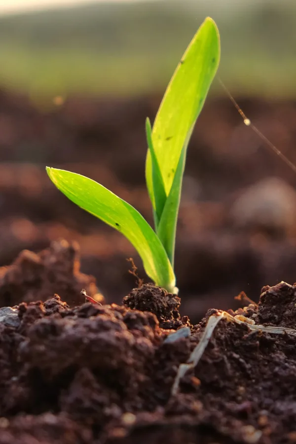 compost seedlings