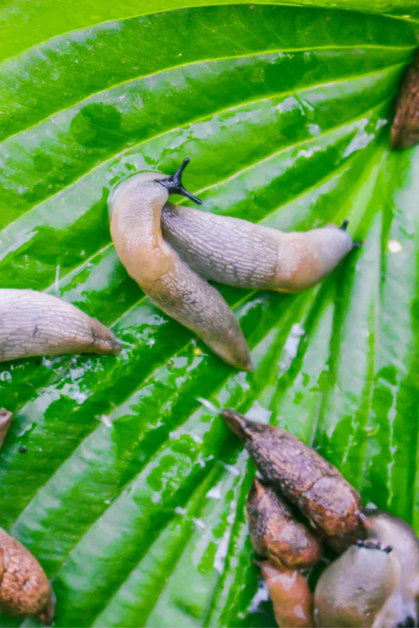 slugs on leaves of hosta