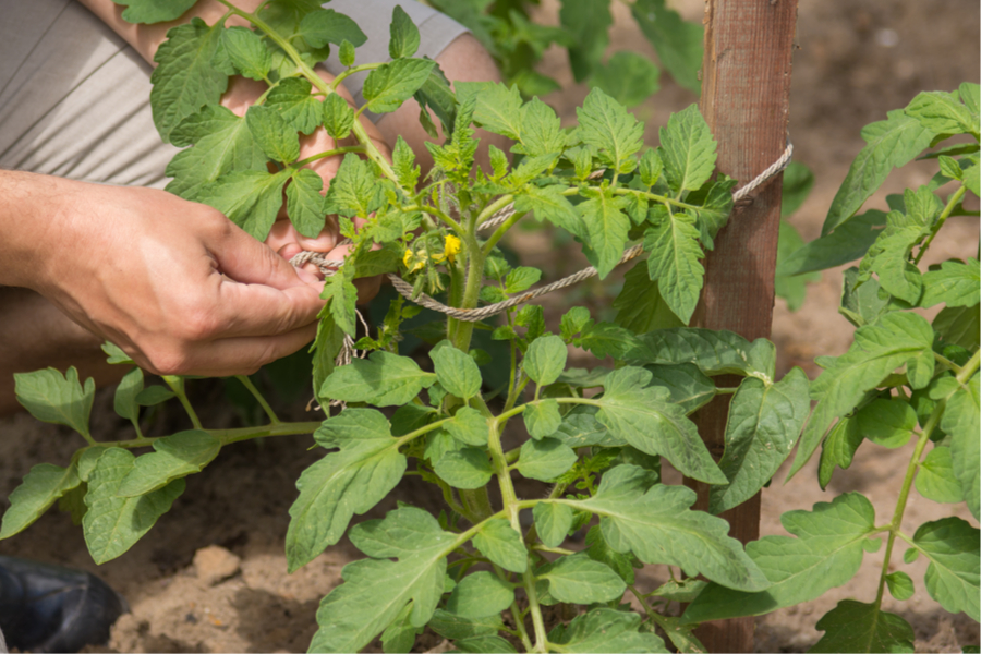how to tie up tomatoes