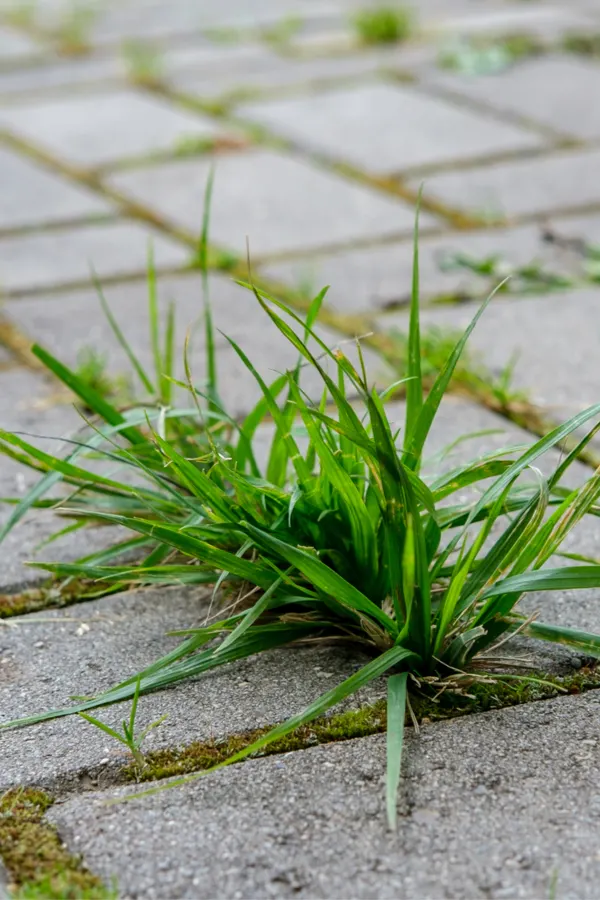 weeds in a sidewalk