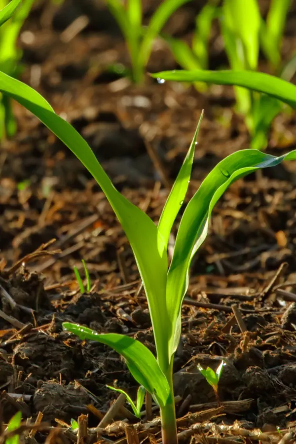 fertilizing young corn