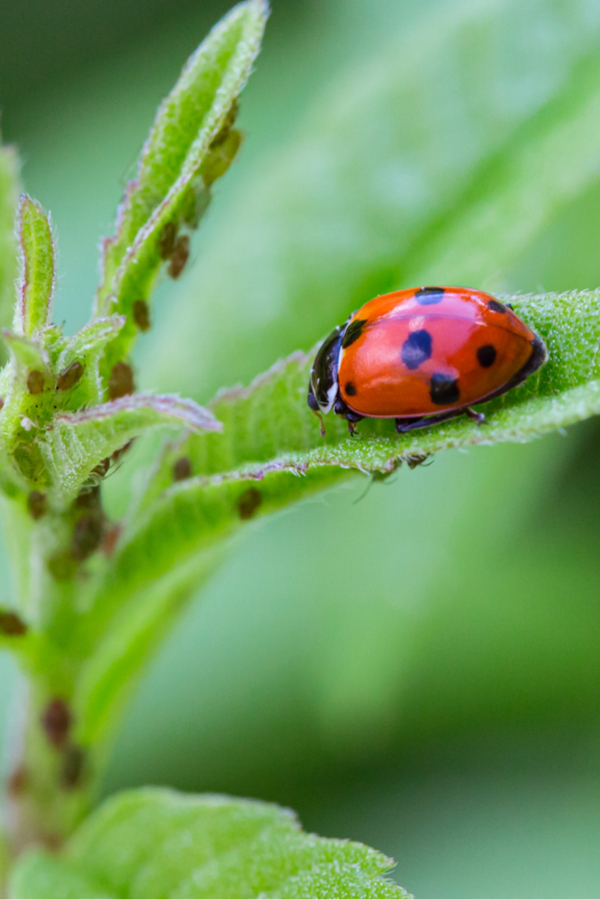 Apbids and lady bugs