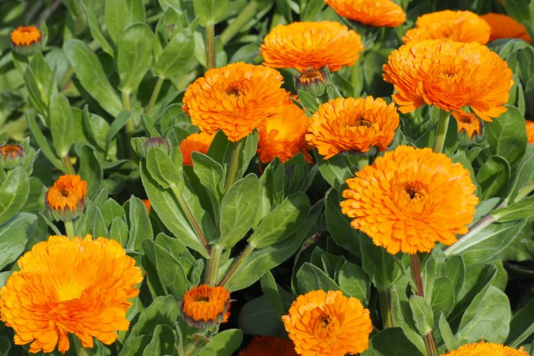 how to grow calendula