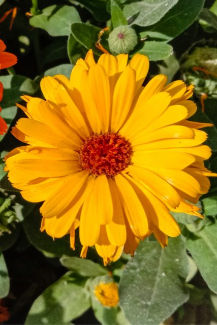 How To Grow Calendula - A Unique Annual With All Season Flower Power!