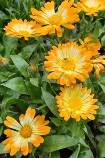 How To Grow Calendula - A Unique Annual With All Season Flower Power!