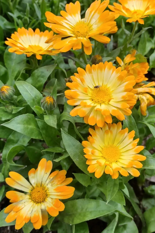 Calendula Flower Season: A Full Guide - Rooted Revival