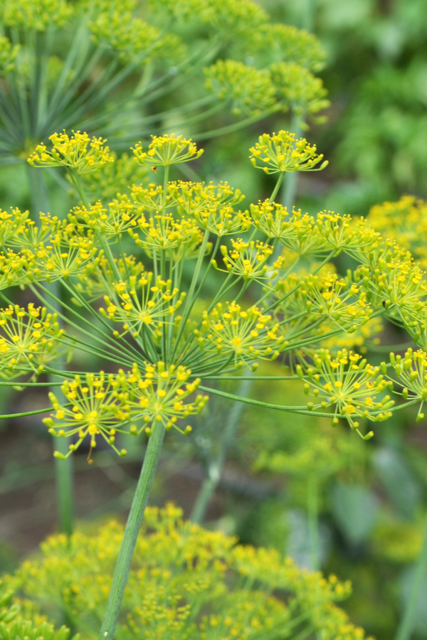 dill to stop aphids