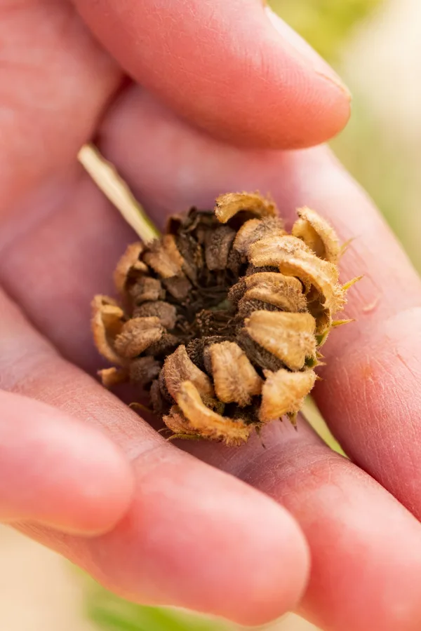 dried seed heads